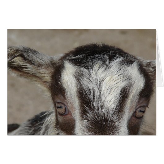 Peek-A-Boo Ik zie je (Voorkant Horizontaal)