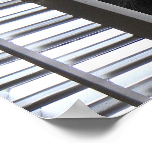 Peek-a-Boo Kat, Kat in het Poster van het Venster (Hoek)