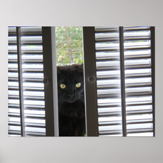Peek-a-Boo Kat, Kat in het Poster van het Venster (Voorkant)