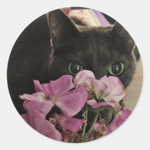 Peek-a-Boo Kat Stickers