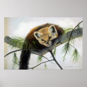 Peek-a-boo, Pine Marten Poster