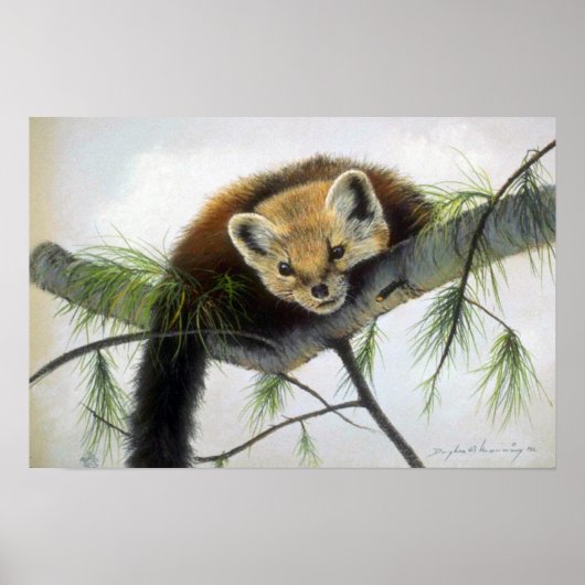 Peek-a-boo, Pine Marten Poster (Voorkant)