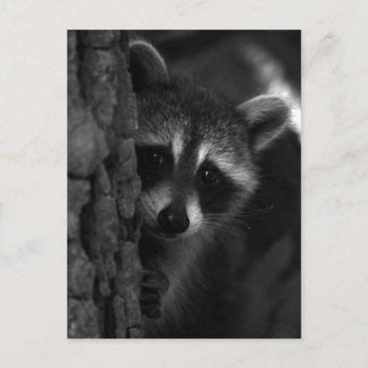 Peek-a-Boo Raccoon Briefkaart (Voorkant)