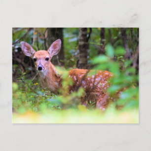 Peek-a-Boo - Spotted Fawn in the Brush - Briefkaart
