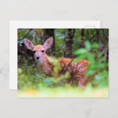 Peek-a-Boo - Spotted Fawn in the Brush - Briefkaart (Voorkant / Achterkant)