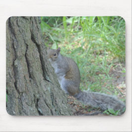 Peek A Boo Squirrel - Muismat
