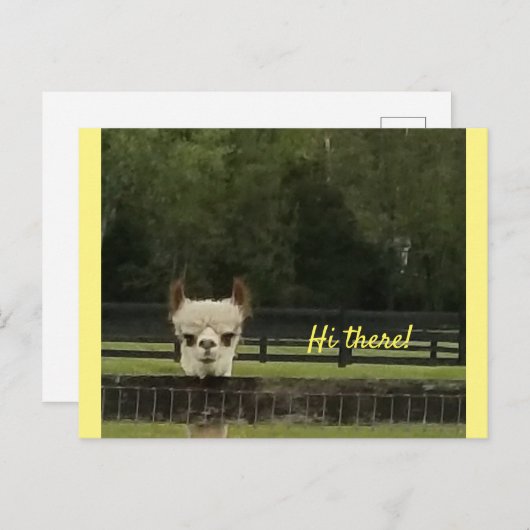 Peekaboo alpaca briefkaart (Voorkant / Achterkant)