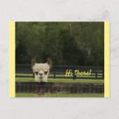 Peekaboo alpaca briefkaart (Voorkant)