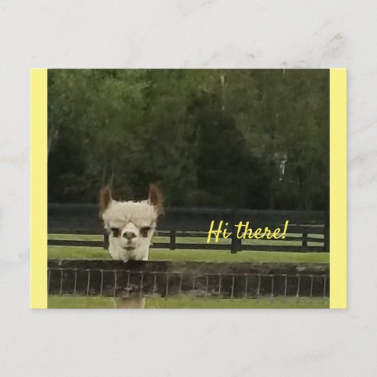 Peekaboo alpaca briefkaart (Voorkant)