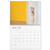Peekaboo kattenkalender kalender (Feb 2027)