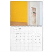 Peekaboo kattenkalender kalender (Feb 2026)