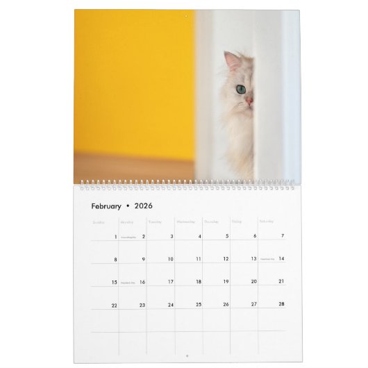 Peekaboo kattenkalender kalender (Feb 2026)