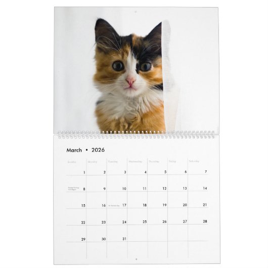 Peekaboo kattenkalender kalender (Mar 2026)