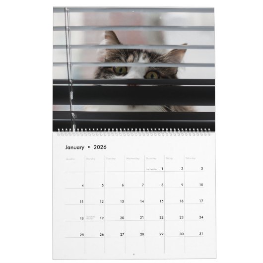 Peekaboo kattenkalender kalender (Jan 2026)