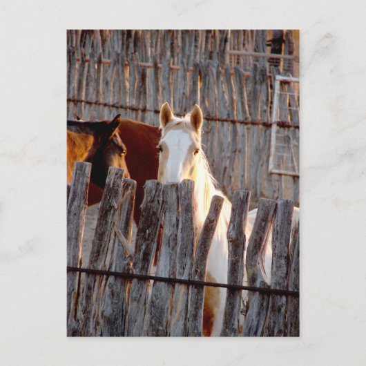 Peekaboo Paint Briefkaart (Voorkant)