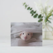 Peekaboo Rat Briefkaart (Staand voorkant)