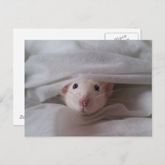 Peekaboo Rat Briefkaart (Voorkant / Achterkant)