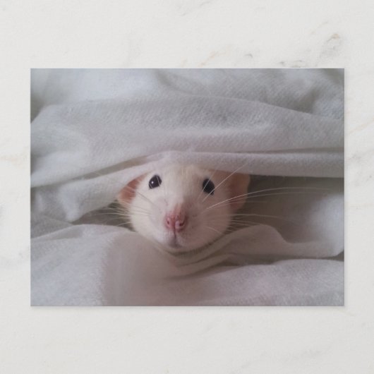Peekaboo Rat Briefkaart (Voorkant)