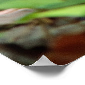 Peeking Chipmunk Poster (Hoek)