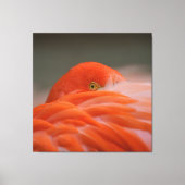 Peeking Flamingo Canvas Afdruk (Voorkant)