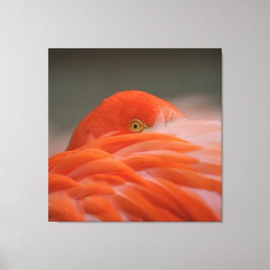 Peeking Flamingo Canvas Afdruk (Voorkant)