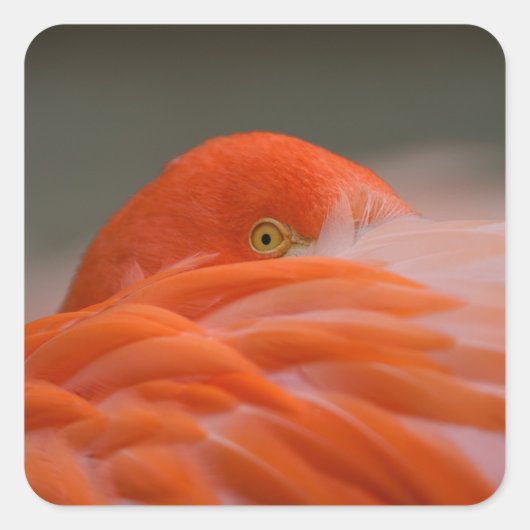 Peeking Flamingo Vierkante Sticker (Voorkant)