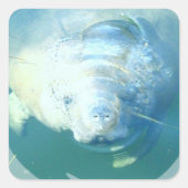 Peeking Manatee Sticker (Voorkant)