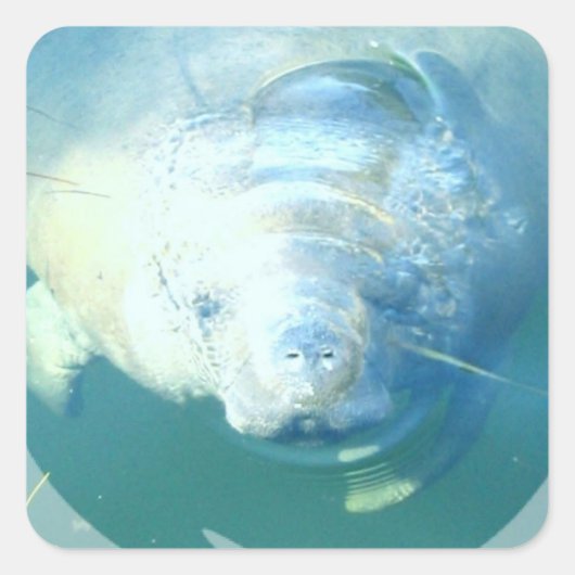Peeking Manatee Sticker (Voorkant)