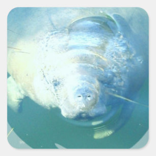 Peeking Manatee Sticker
