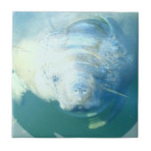 Peeking Manatee Tile Tegeltje (Voorkant)