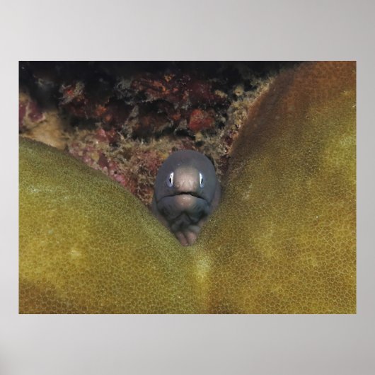 Peeking Moray Poster (Voorkant)