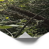 Peeking through the Trees Poster (Hoek)