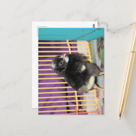 Peep Briefkaart