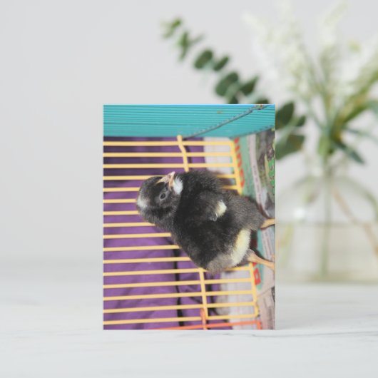 Peep Briefkaart (Staand voorkant)