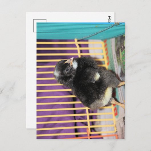 Peep Briefkaart (Voorkant / Achterkant)