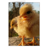 Peep! Peep! (Voorkant)