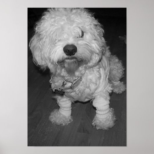 Peep Poster (Voorkant)