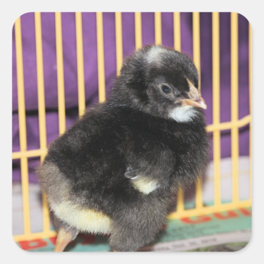 Peep Vierkante Sticker (Voorkant)