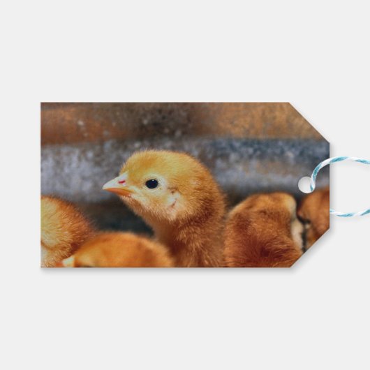 Peepepepiep Cadeaulabel (Voorkant (Horizontaal))