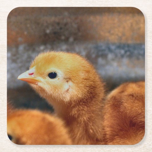 Peepepepiep Kartonnen Onderzetters (Voorkant)