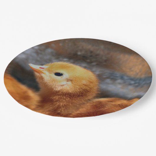 Peepepepiep Papieren Bordje (Gekanteld)