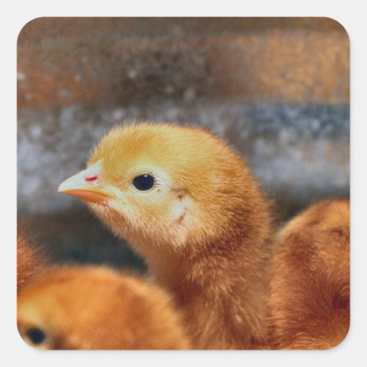 Peepepepiep Vierkante Sticker (Voorkant)