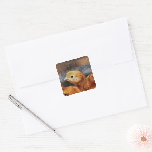 Peepepepiep Vierkante Sticker (Envelop)