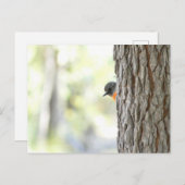 Peeping Struik Robin Kaart (Voorkant / Achterkant)