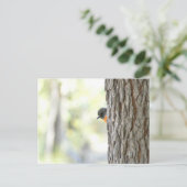 Peeping Struik Robin Kaart (Staand voorkant)