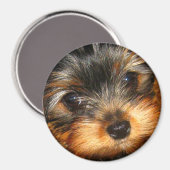 Peeping Yorkie Magnet (Voorkant / Achterkant)