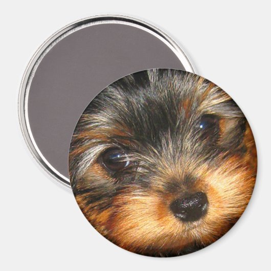 Peeping Yorkie Magnet (Voorkant / Achterkant)