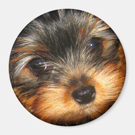 Peeping Yorkie Magnet (Voorkant)