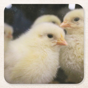 Peeps Kartonnen Onderzetters