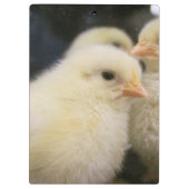 Peeps Klembord (Achterkant)